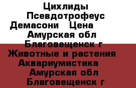 Цихлиды Псевдотрофеус Демасони › Цена ­ 100 - Амурская обл., Благовещенск г. Животные и растения » Аквариумистика   . Амурская обл.,Благовещенск г.